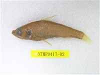 藏品(短鰭新燈籠魚)的圖片